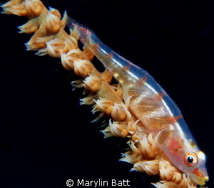 Wire Coral Goby by Marylin Batt 